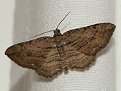 Brauner Falter mit dunklen verschiedenen feinen Strichen quer über die Flügel.