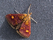 Vorderflügel purpurrot mit gelben Flecken, Hinterflügel sind bräunlich schwarz gefärbt und tragen eine breite goldgelbe Binde
