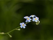 Feine Pflanze mit himmelblauen Blümchen