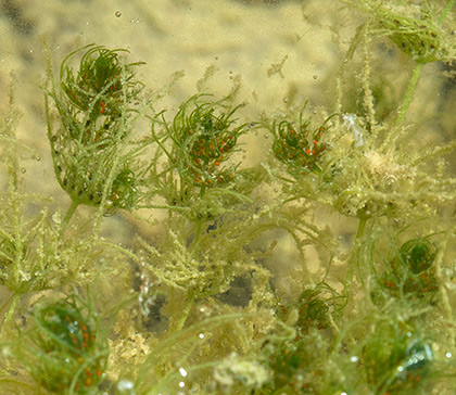 wasserschlauch mit feinen grünen Fiederblättchen