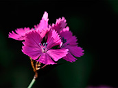 Kartäusernelke (Dianthus carthusianorum)