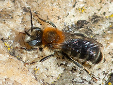 Schwarze Biene mit baun beaartem Thorax und weissen Hinterlebsbinden