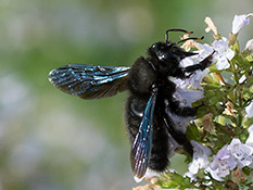 Grosse, schwarze Biene mit blauschimmernden Flügeln