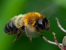 Grosse, dunkle Biene mit rostroter Brust, zwei hellen Hinterleibsbinden sowie schwarzem Hinterleib und schwarzer Bauchbürste