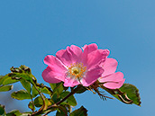 Apfel-Rose (Rosa villosa)
