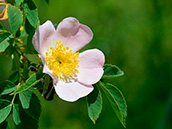 Hunds-Rose (Rosa canina)