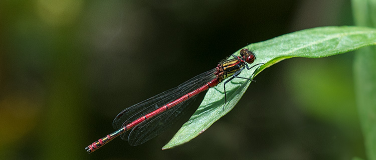 Frühe Adonislibelle (Männchen) sitzt auf einem Sumpfziestblatt