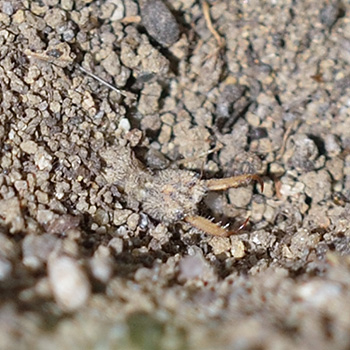 Ameisenlöwe - Kopf