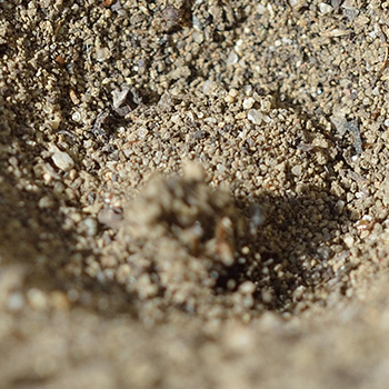 Ameisenlöwe beim Trichterbau