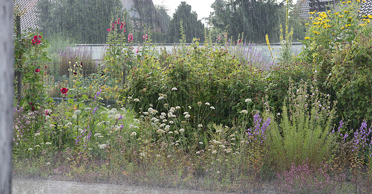 Blumen am Strassenrand bei Regen