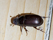 Großer schwarzer Käfer mit 10 punktierten Streifen auf den Flügeldecken