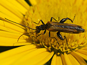 Gemeiner Scheinbockkäfer (Oedemera femorata)