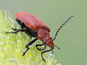Schwarzer Käfer, Flügeldecken, Hals und Kopf sind rot