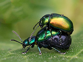 Grüngolden-schimmernder kugeliger Käfer