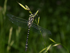 Schwarze Libelle mit gelben Streifen