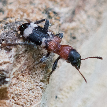 Rot-schwarz-weiss gestreifter kleiner Käfer