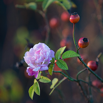 Kleine pinkfarbene Blüte in herbstlicher Umgebung