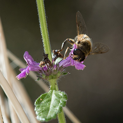 Braune Biene besucht lila Blüte