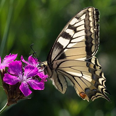 Grosser Gelb-schwarzer Schmetterling