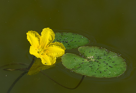Gelbe Blüte ind zwei grüne, rund Schwimmblätter