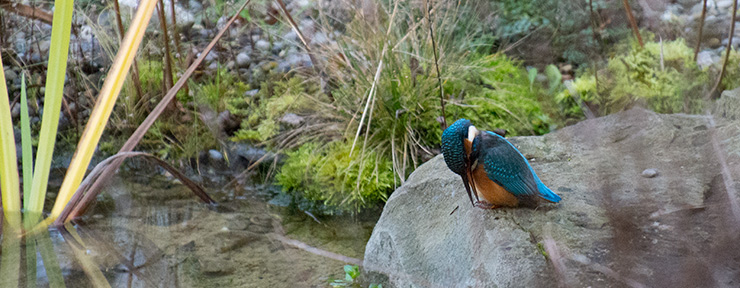 Eisvogel, blauer Rücken, Kopf und Nacken und orangeroter Bauch, auf dem Einlaufstein des Teichs