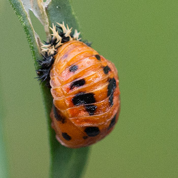Marienkäferpuppe, orangerot mit schwarzen Flecken