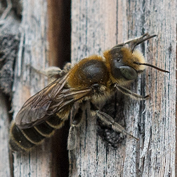 Biene am Holzbalken