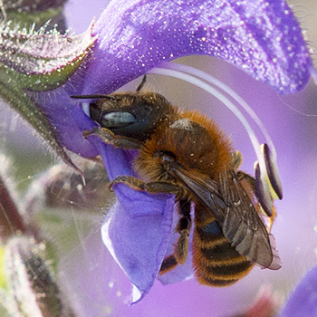 Biene in Wiesensalbei