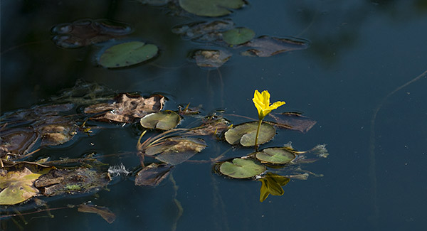 Gelbe Blüte auf dem Wasser