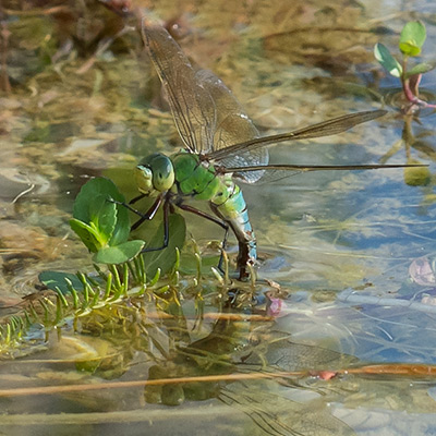 Im Teich: Eine blaugüne grosse Libelle legt Eier 