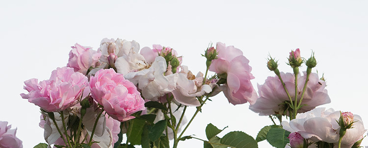Ein Büschel rosarote Rosen