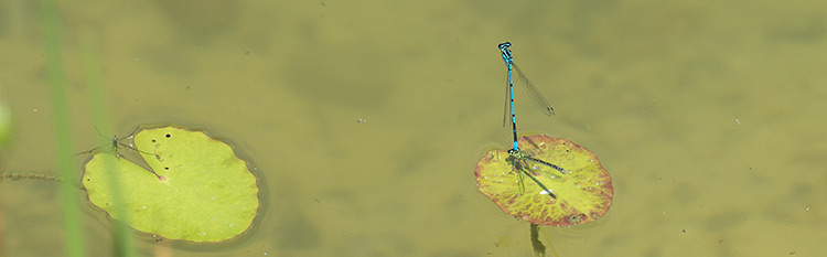 Blauschwarze, kleine nadelförmige Libellen