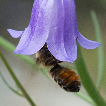 Biene besucht Glockenblume