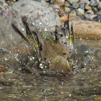 Ein junger Grünfink spritzt Wasser beim Baden im Teich
