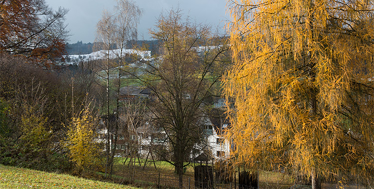 Goldene Lärche und Feldahorn in der Hecke und Häuser an der Dorfstrasse