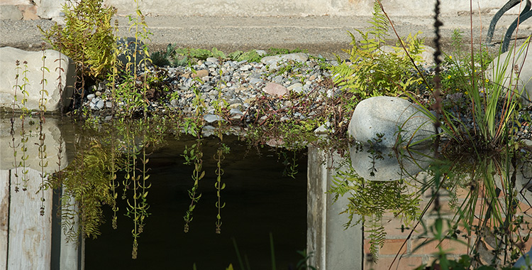 Wasserpflanzen und Türöffnung der Stalltüre spiegeln sich im Teich