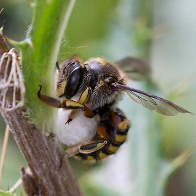 Wollbiene rollt eine Kugel aus Pflanzenhaaren